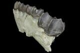 Titanothere (Megacerops) Upper Jaw Section - Wyoming #143854-3